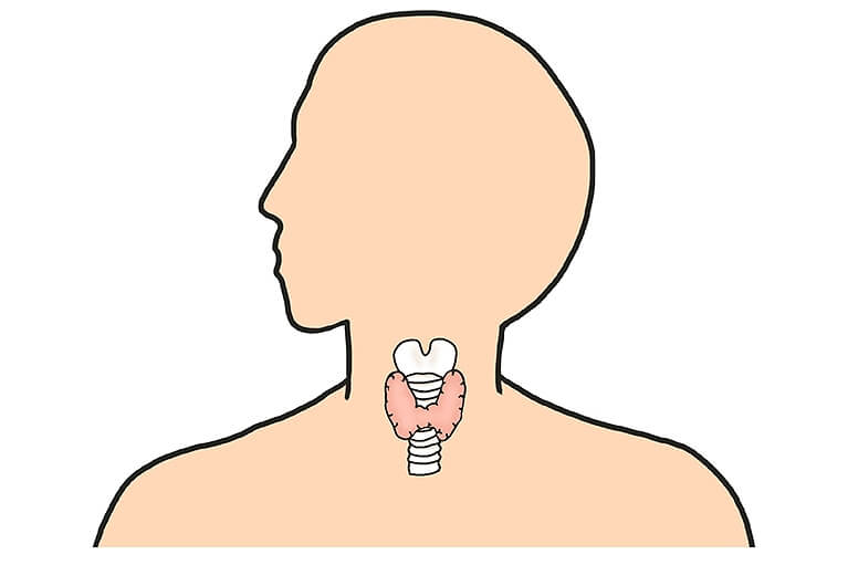 甲状腺とは